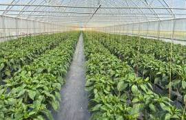 Combaterea afidelor la legume: Corteva recomandă Closer™  - agroexpert.md