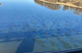 pete ulei Nistru - agroexpert.md