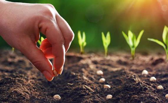 excluderea certificatului ISTA - AGROEXPERT.MD