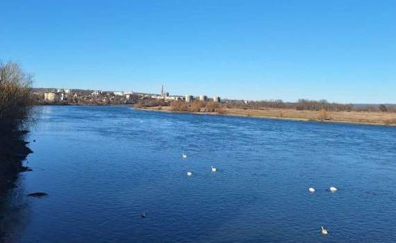 pete ulei Nistru - agroexpert.md