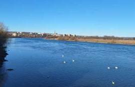 pete ulei Nistru - agroexpert.md