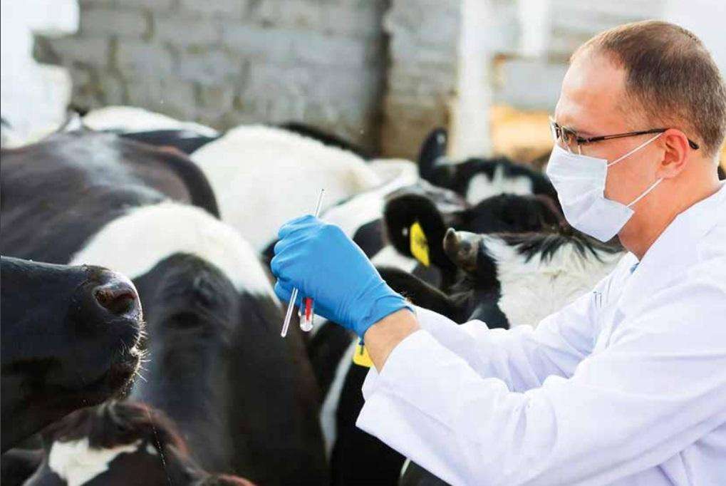 Reguli mai stricte la utilizarea medicamentelor veterinare - agroexpert.md