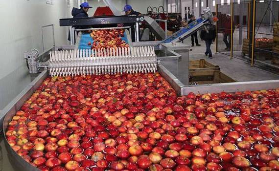 Передел рынка промышленных яблок в Молдове - agroexpert.md