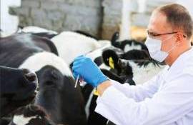 Reguli mai stricte la utilizarea medicamentelor veterinare - agroexpert.md