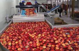 Передел рынка промышленных яблок в Молдове - agroexpert.md