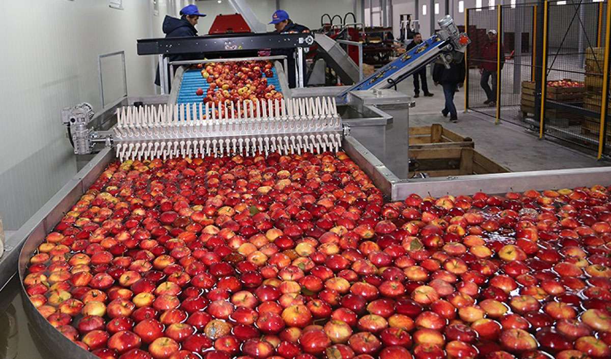 Передел рынка промышленных яблок в Молдове - agroexpert.md