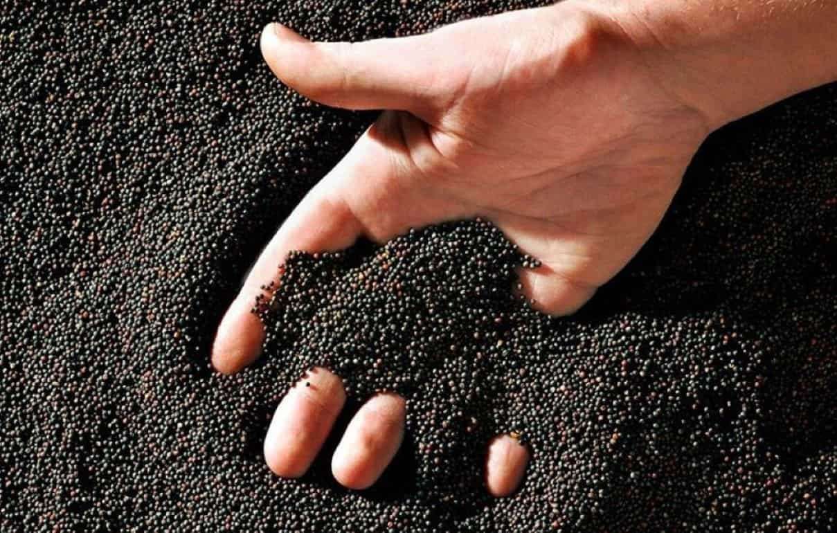 Фьючерсы на рапс на MATIF показали значительный недельный рост - agroexpert.md