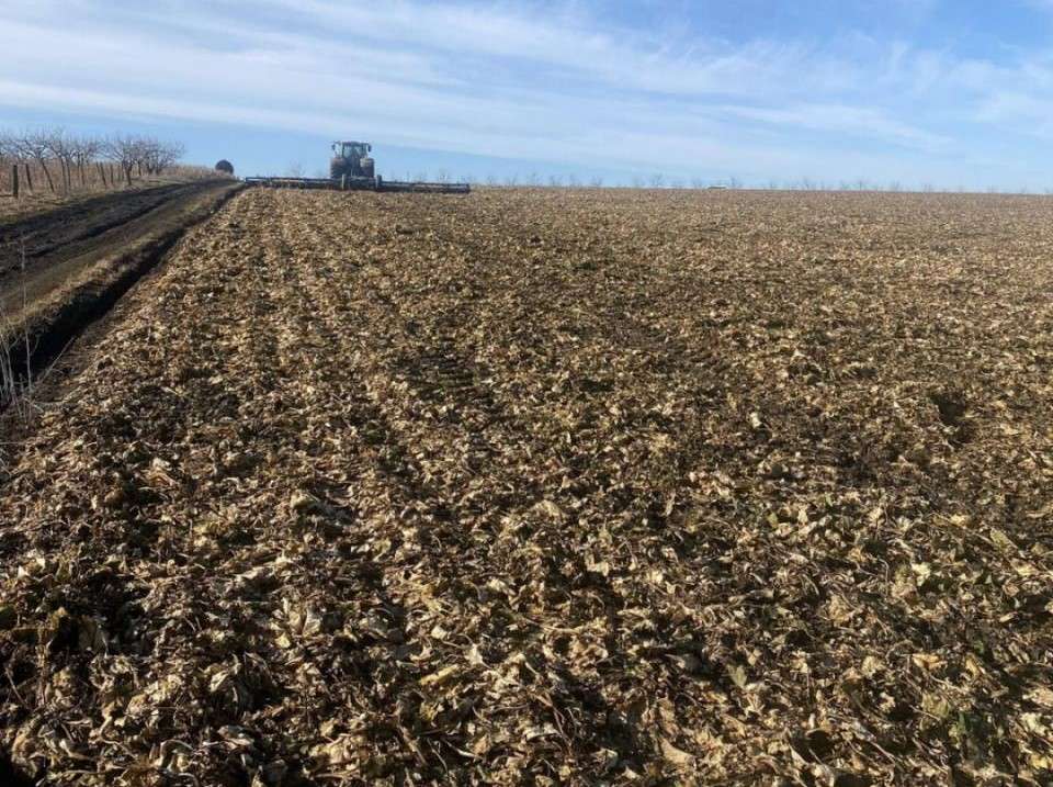 Sfecla de zahăr putredă în câmp - AGROEXPERT.MD