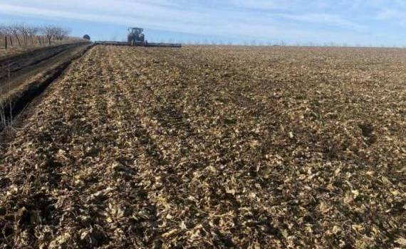 Sfecla de zahăr putredă în câmp - AGROEXPERT.MD