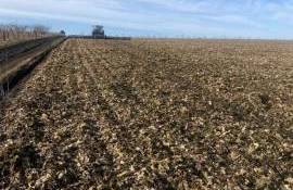 Sfecla de zahăr putredă în câmp - AGROEXPERT.MD