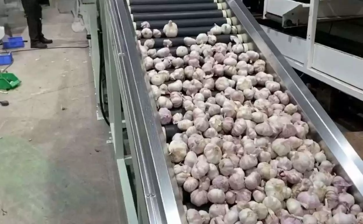 В Китае собирают новый урожай чеснока: объемы впечатляют - agroexpert.md