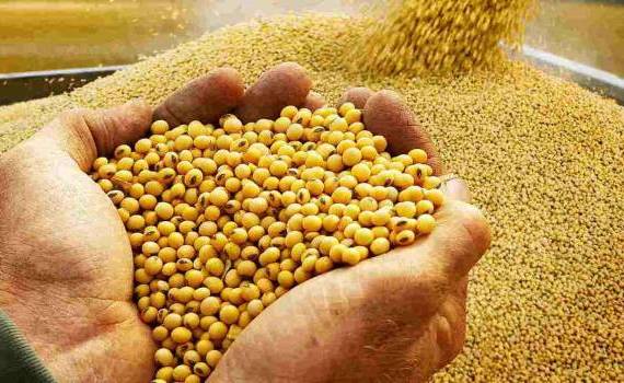  presați de șrotul ucrainean mai ieftin - agroexpert.md