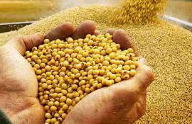  presați de șrotul ucrainean mai ieftin - agroexpert.md