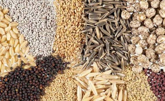 Importul în R. Moldova al materialului semincer pentru culturile de câmp - agroexpert.md