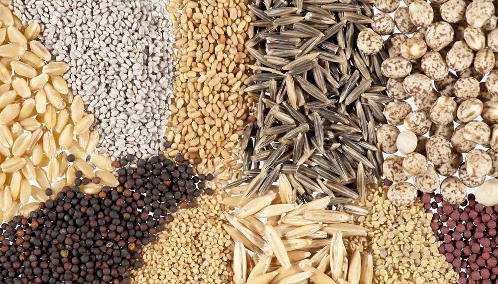 Importul în R. Moldova al materialului semincer pentru culturile de câmp - agroexpert.md