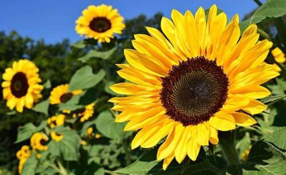 Недостаток влаги вызывает напряжение на рынке подсолнечника в Румынии - agroexpert.md
