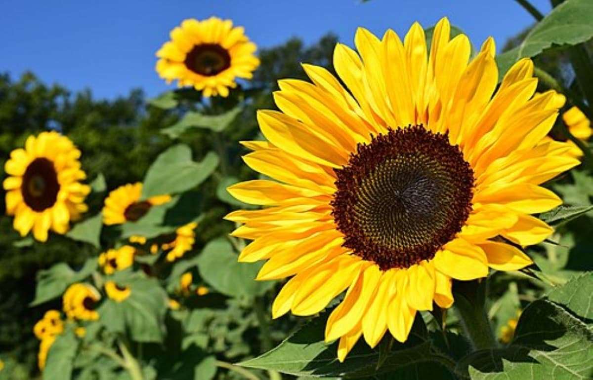 Недостаток влаги вызывает напряжение на рынке подсолнечника в Румынии - agroexpert.md