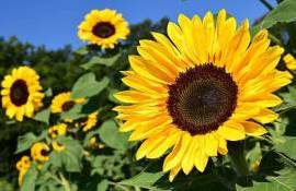 Недостаток влаги вызывает напряжение на рынке подсолнечника в Румынии - agroexpert.md