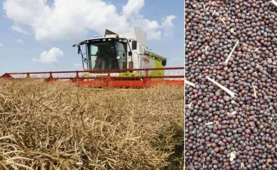 В сезоне 2026/27 мировое производство рапса достигнет рекорда - agroexpert.md