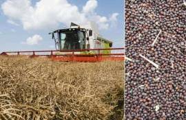 В сезоне 2026/27 мировое производство рапса достигнет рекорда - agroexpert.md