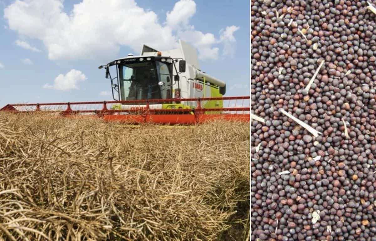 В сезоне 2026/27 мировое производство рапса достигнет рекорда - agroexpert.md