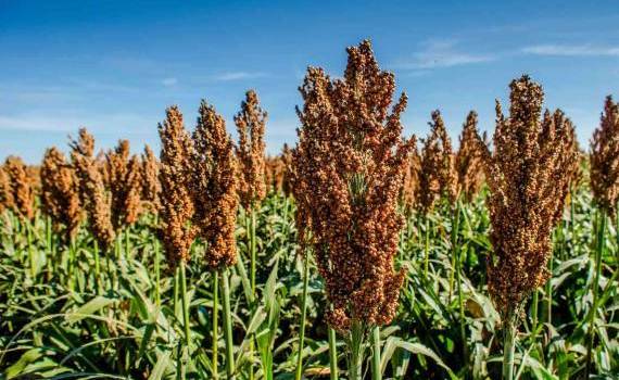 sorg iurie rija - agroexpert.md