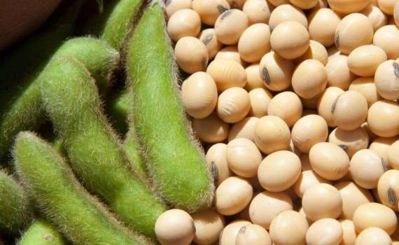 Котировки на сою продолжают расти вслед за ценами на нефть - agroexpert.md