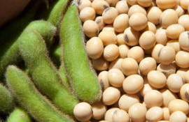 Котировки на сою продолжают расти вслед за ценами на нефть - agroexpert.md