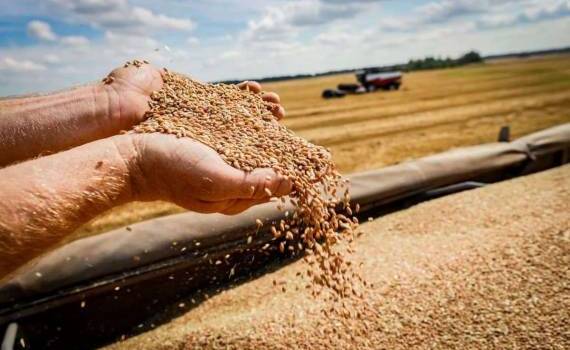 Высокий уровень запасов украинской пшеницы не стал проблемой для рынка - agroexpert.md