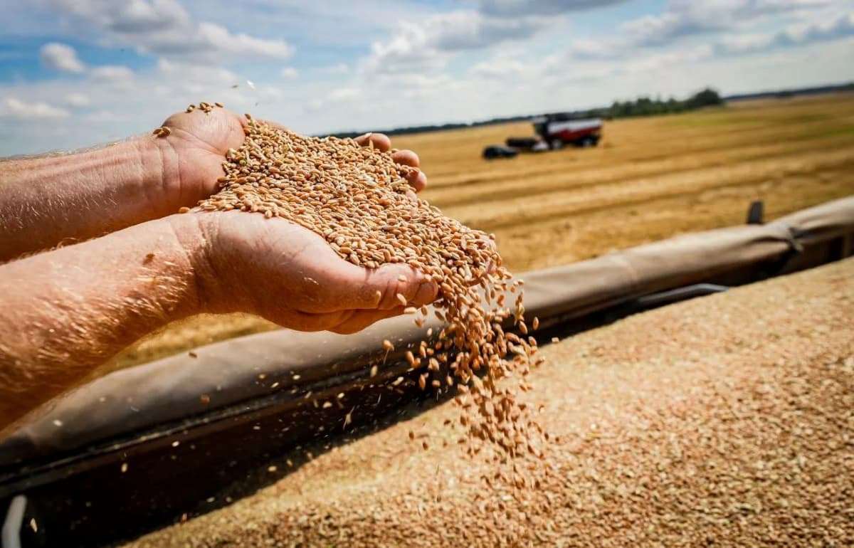 Высокий уровень запасов украинской пшеницы не стал проблемой для рынка - agroexpert.md