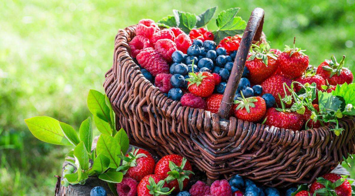 Schimbările climatice afectează sectorul fructelor moi - agroexpert.md