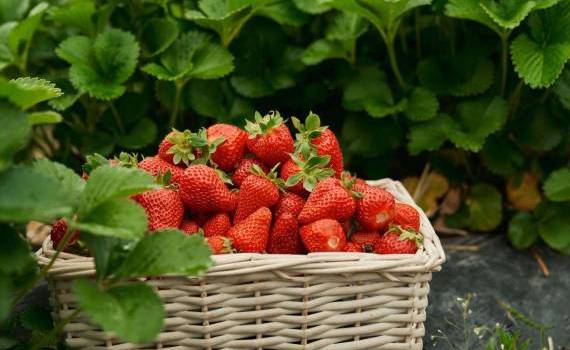 Vremea dă peste cap sezonul căpșunilor: ce se întâmplă în câmpuri - agroexpert.md