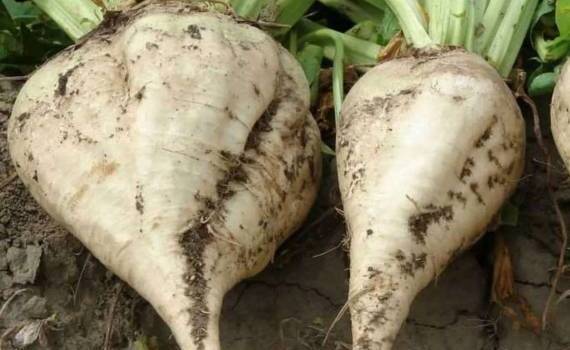 Евросоюз одобрил импорт генетически модифицированной сахарной свеклы - agroexpert.md