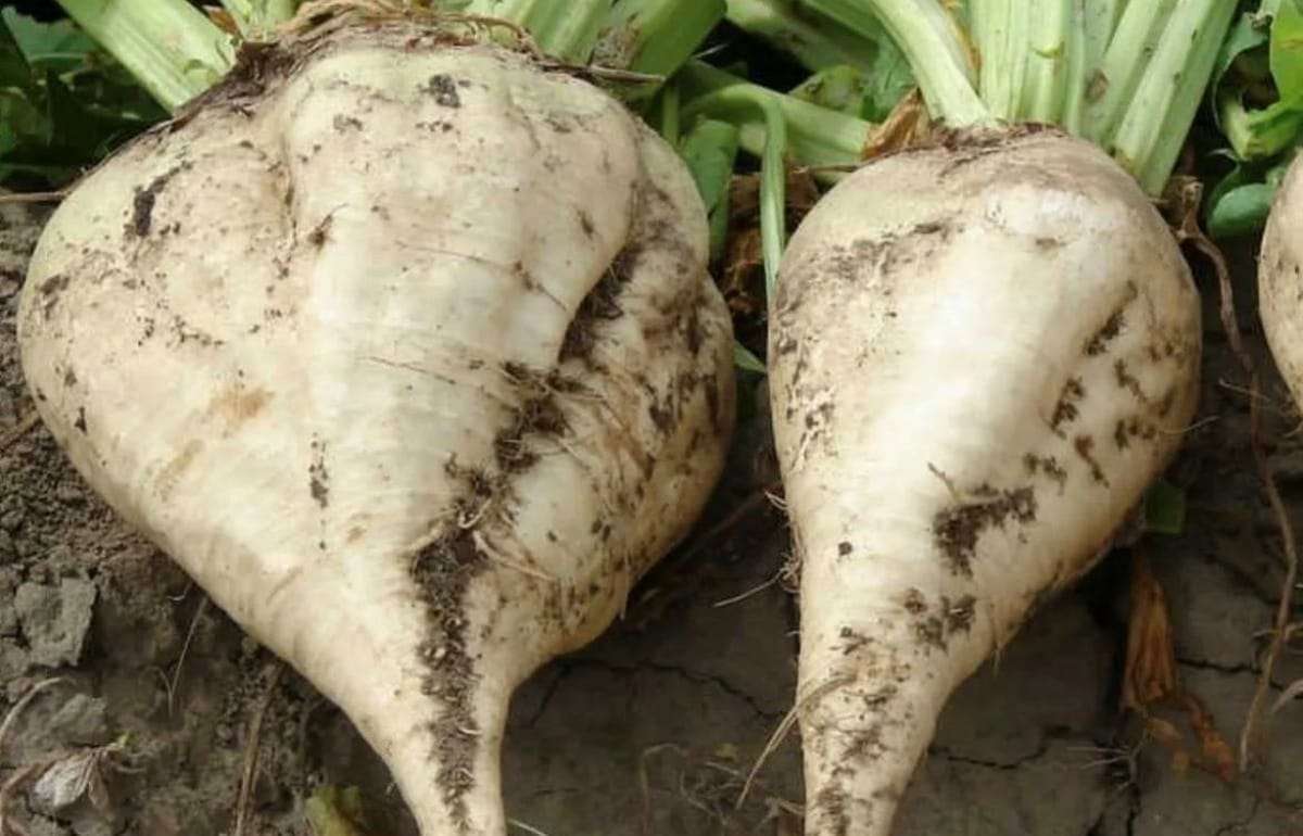 Евросоюз одобрил импорт генетически модифицированной сахарной свеклы - agroexpert.md