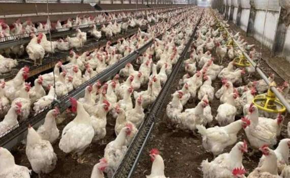 Норвегия — первая в мире страна, отказавшаяся от выращивания бройлеров - agroexpert.md