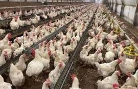 Норвегия — первая в мире страна, отказавшаяся от выращивания бройлеров - agroexpert.md