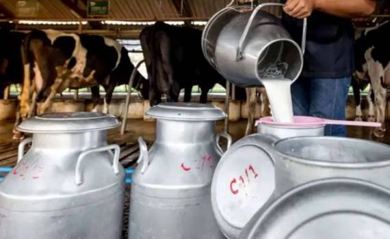 Молочный рынок Молдовы: половина продукции это импорт - agroexpert.md