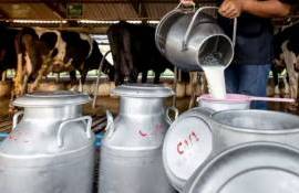 Молочный рынок Молдовы: половина продукции это импорт - agroexpert.md