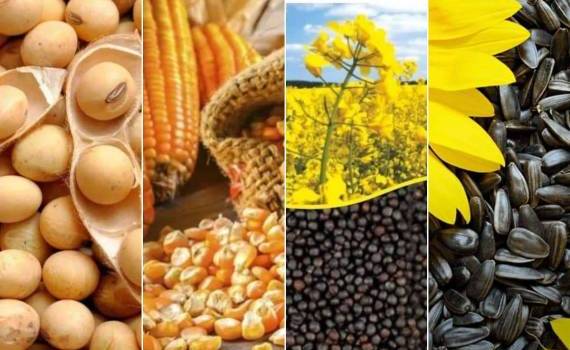 Как изменились цены на зерновые и масличные культуры за последнюю неделю - agroexpert.md