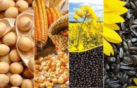 Как изменились цены на зерновые и масличные культуры за последнюю неделю - agroexpert.md