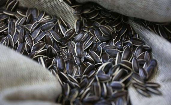 ЕС наращивает закупки подсолнечника из Аргентины - agroexpert.md