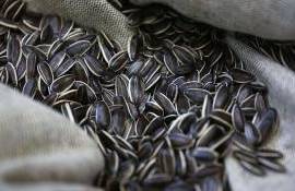 ЕС наращивает закупки подсолнечника из Аргентины - agroexpert.md