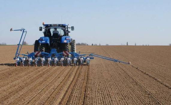 Cultivarea sfeclei de zahăr - AGROEXPERT.MD