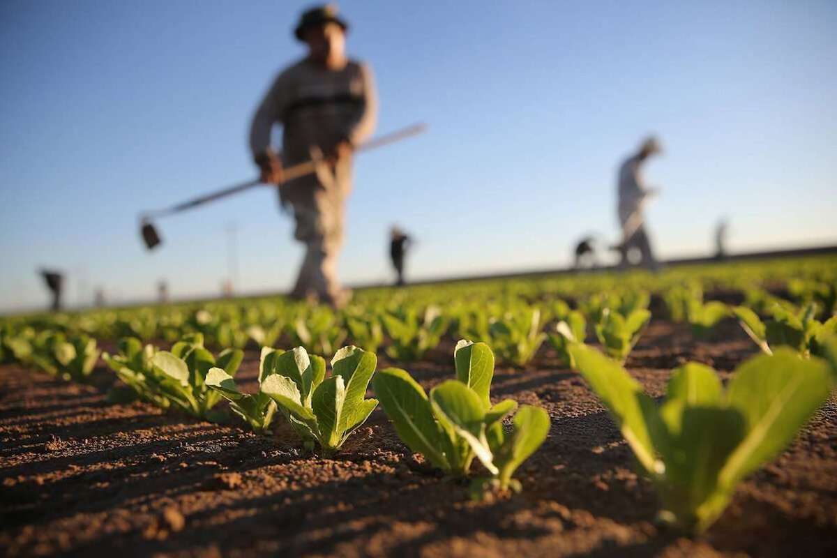 Opinii împărțite: ce zic fermierii despre platforma eZilier - agroexpert.md