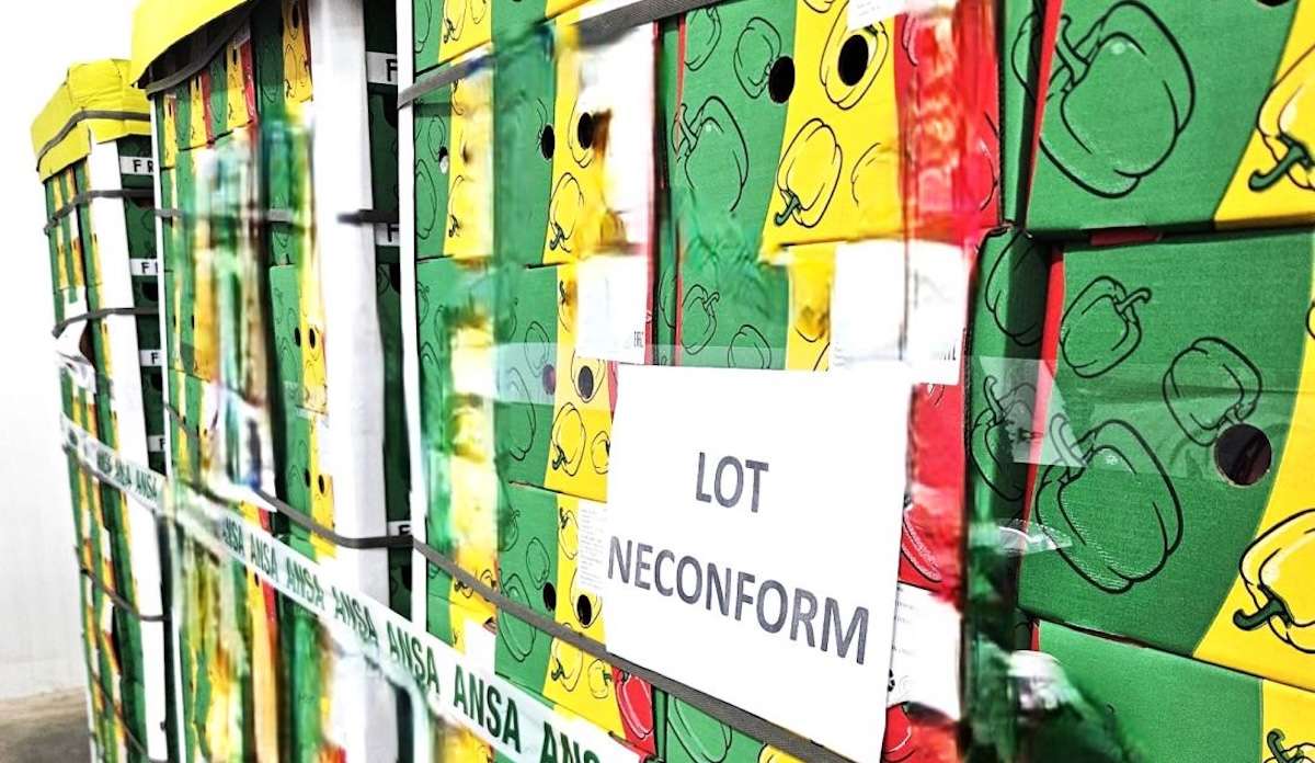 lot ardei neconform - agroexpert.md