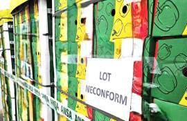 lot ardei neconform - agroexpert.md