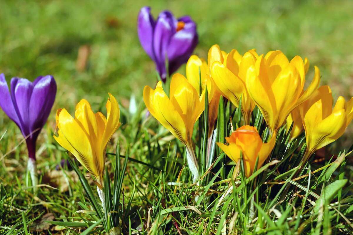 Cartea Roșie: Schimbările climatice și culesul ilicit amenință plantele - agroexpert.md