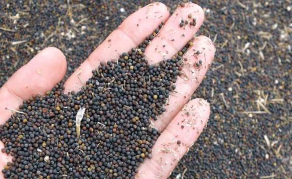 Спрос на рапс на европейском рынке демонстрирует тенденцию к снижению - agroexpert.md