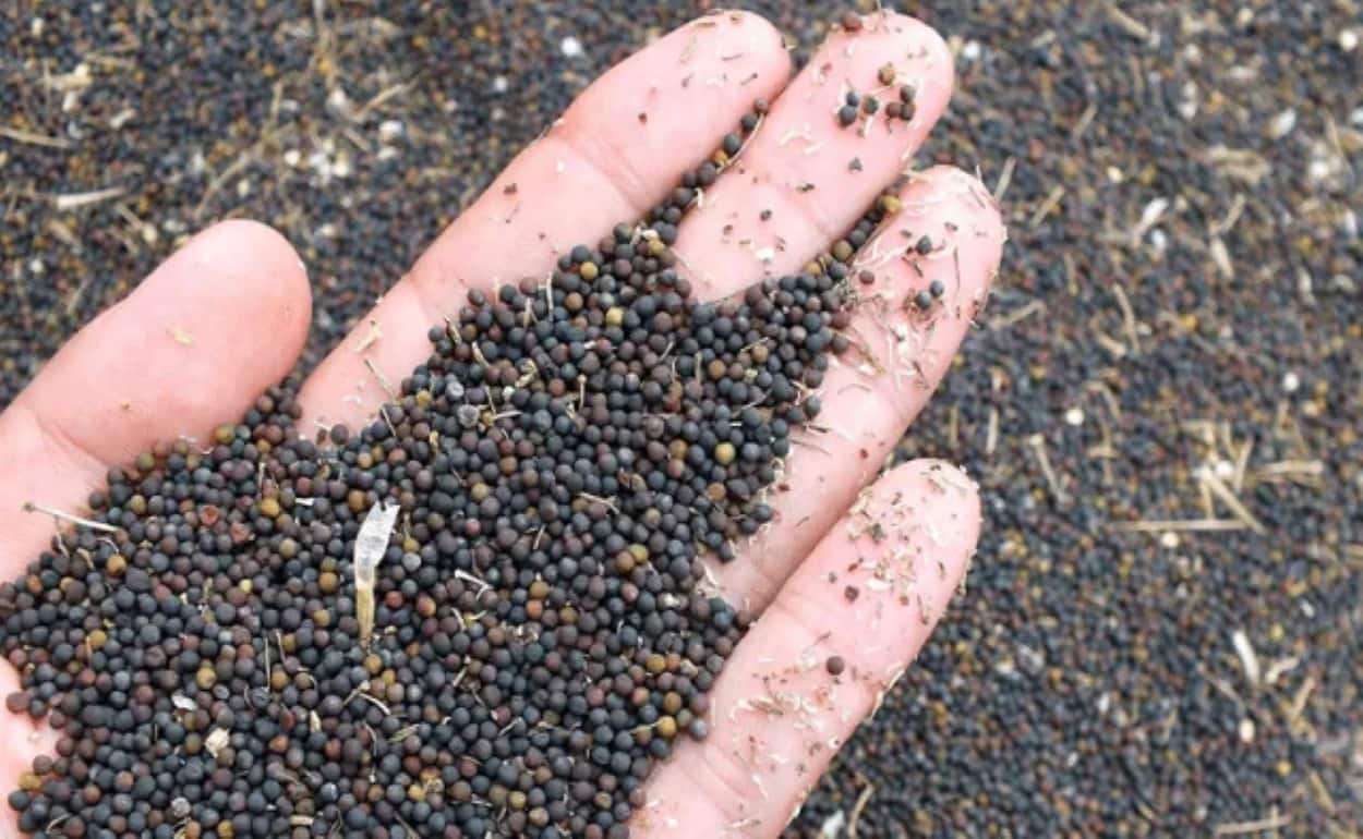 Спрос на рапс на европейском рынке демонстрирует тенденцию к снижению - agroexpert.md