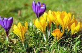 Cartea Roșie: Schimbările climatice și culesul ilicit amenință plantele - agroexpert.md